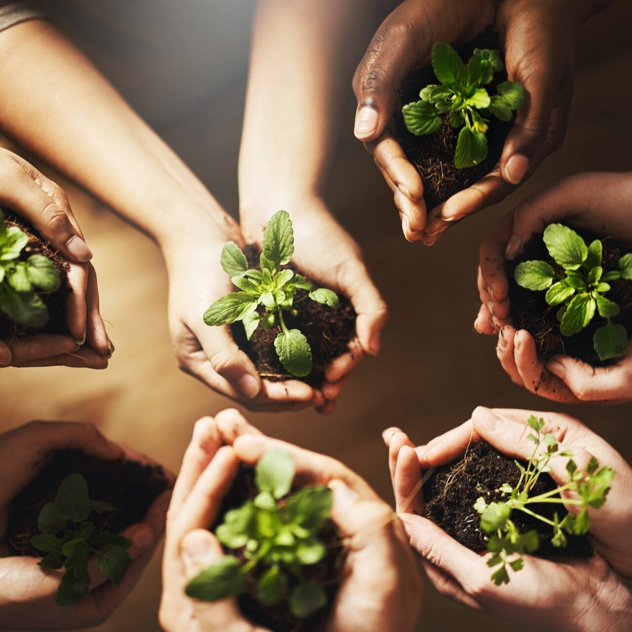 Picture of plants in hand palms